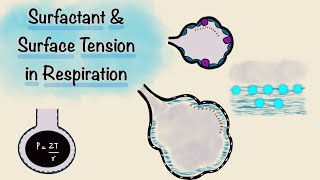 Surfactant and Surface Tension in Respiration  Breathing Mechanics  Respiratory Physiology [upl. by Lupita]