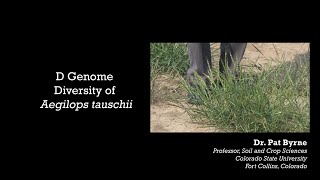 D Genome Diversity of Aegilops tauschii [upl. by Adnilahs]