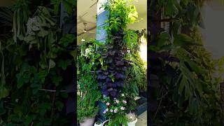 Home decoration with plant ☘️decoration home plants nature shorts gardening [upl. by Susana127]