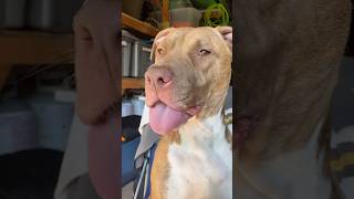 The Sweetest Pit Bull Mix You’ll Ever Meet shorts pitbullmix doglover [upl. by Nauqaj]