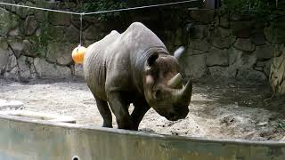 Ueno Zoological Gardens  Diceros bicornis michaeli ≪ Hooked  lipped rhinoseros ≫  ヒガシクロサイ [upl. by Arait]