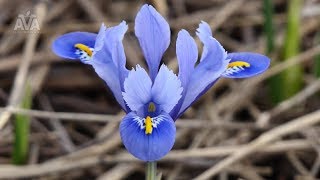 Alida  Iris reticulata [upl. by Isolt317]