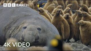 Incredible 4K Nature Scenes Narrated By David Attenborough  BBC Earth [upl. by Enecnarf483]