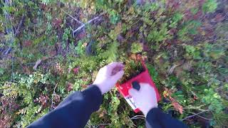 Picking Wild Blueberries In Finland 2018 [upl. by Bonnell]