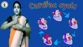 Cardiac Cycle  Systole and Diastole  10th Class Biology  Kunshis entertainment [upl. by Eentruok]