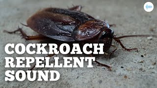 Cockroach Repellent Sound [upl. by Marteena224]