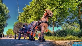 Oogst Corso Stoppelhaene Raalte [upl. by Hinch]