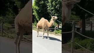 Dromedary Camel Pleasantly Walking at its Pace [upl. by Etna]