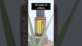 Citronella essential oil benefits and uses [upl. by Koenig448]