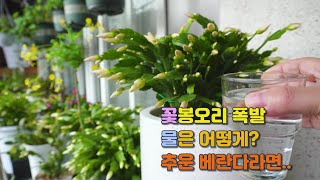 가재발게발선인장 꽃봉오리가 폭발 직전 어떻게 물을 줘야 할까 Schlumbergera truncata [upl. by Berriman]