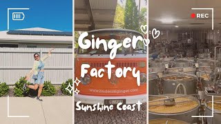 Ginger Factory Tour Sunshine Coast Australia Mallu couple Vlog trending mallutraveller fun [upl. by Abad414]