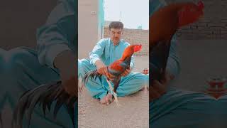 Short vedio reass Abbas ghuryani from nawab shah03093105966 aseelmurga [upl. by Lyrrad]