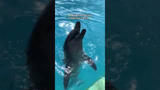 Vacaciones en Cancún  Dolphinaris [upl. by Luciano]