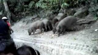 babi hutan dan monyet [upl. by Loretta]