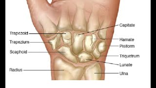 Two Minutes of Anatomy Carpal Bones Wrist Bones [upl. by Jadd]