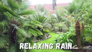 Relaxing rain in my Palm Garden 2024 [upl. by Gordy]