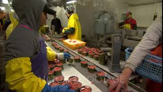 Workers On The Canned Salmon Line At A Fish Processing Plant [upl. by Ahsienad]