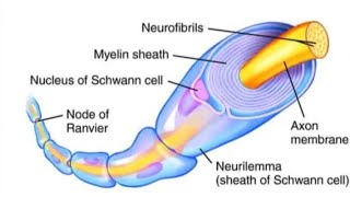 Neuroanatomy lecture series Lecture 6 MYELINATION [upl. by Asilehs]