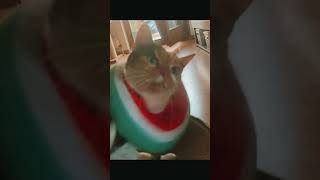 Cute little Kitten  Mutzele The Little Cat 😻🐾 shorts cute tiktok cat kitten [upl. by Oberg]