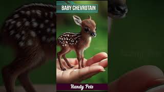 Small Baby Chevrotain shorts short ytshorts handypets [upl. by Chev221]