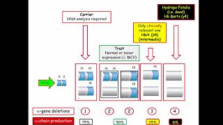 12DaysinMarch Hematology Questions for the USMLE Step One Exam Thalassemia [upl. by Kettie]