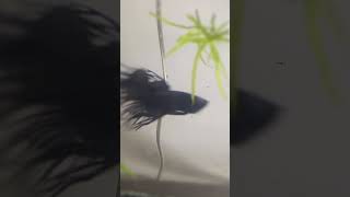 Excited Crowntail Betta Flaring and Excited 😂🖤 betta bettafish aquarium aqualife dojacat edit [upl. by Orabelle]