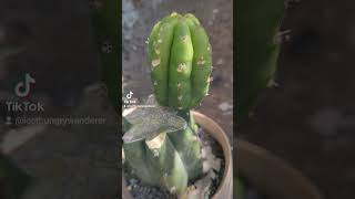 Trichocereus pups cactus trichocereus cacti cactusgarden plants [upl. by Airuam]