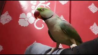 RAW The Best Talking Parrot [upl. by Ryder]