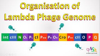 Lambda Phage Genome  lambda repressor  Cro protein  Lytic cycle  lysogeny  bacteriophage [upl. by Gaston747]