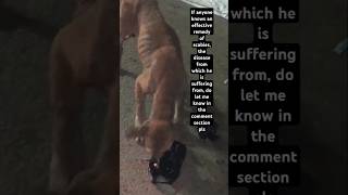 He Has Scabies  please suggest an effective medicine scabies suggestion shorts vet doglovers [upl. by Kram837]