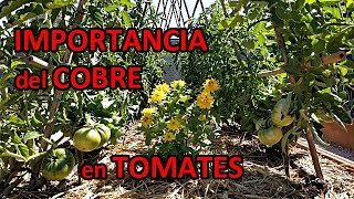 COBRE para las TOMATERAS y Demás CULTIVOS Para que Sirve y Cómo Usarlo [upl. by Jd]