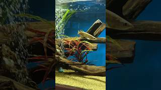 MANZANITA WOOD For Aquariums Reptiles and More [upl. by Eirrok]