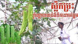 ដើមម្រះថ្នាំព្យាបាលជំងឺទឹកនោមផ្អែម នឹង​​ មហារីក​  Advantage of Momordica charantia Linn [upl. by Pohsib864]