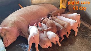 Care for newborn sows piglets grow fast farmBenHoat 2 [upl. by Ysac843]