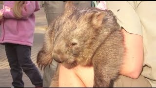 Holding an Australian Wombat [upl. by Theresita]