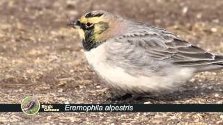 Horned Lark Eremophila alpestris  Χιονάδα  Рогатый жаворонок [upl. by Enilorac325]