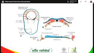 Embriología Sistema Cardiovascular Parte 1 [upl. by Nailuj502]