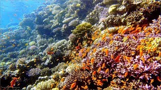 Diving  Dahab 2018 HD [upl. by Rise]