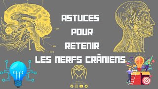 💡Astuces pour retenir les nerfs crâniens des Méthode de mémoriser sans oublier📝 [upl. by Missak808]