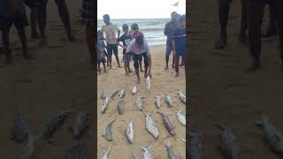 280Kgs Catfishes 😱 seafishing fishing fishermanslife fish shorts [upl. by Nybbor4]