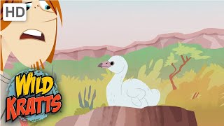 Wild Kratts  Flamingos  Birds  NATURE [upl. by Yrroc]