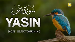 Worlds most stunning recitation of Surah Yasin Yaseen سورة يس  Zikrullah TV [upl. by Fatima]