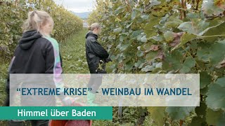 quotExtreme Krisequot  Weinbau im Wandel [upl. by Pitarys]