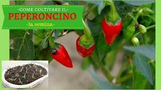 COME COLTIVARE IL PEPERONCINO PICCANTE  La semina in semenzaio [upl. by Eicyaj]