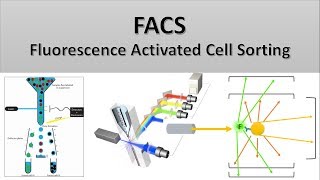 The Principle of Flow Cytometry and FACS 2 FACS Fluorescence Activated Cell Sorting [upl. by Nirroc571]