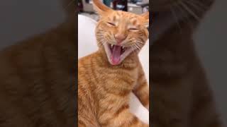 cat catlife юмор humor yutubeshorts reelsvideo [upl. by Nonnairb]