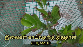 செடிகளில் இலை கருக இதுதான் காரணம் why plants leaves trying  potassium deficiency  Gardening tamil [upl. by Etteniuqna]