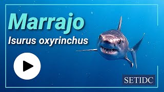 Tiburón MakoMarrajo Común Isurus oxyrinchus SETIDC [upl. by Ahsasal]