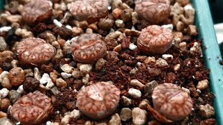 Repot with me l lithops C41 [upl. by Norha630]