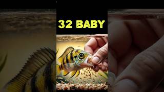 Auratus cichlid fish gives birth to 32 baby fish 😊🐳 물고기 fish fishing [upl. by Lengel]